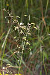 Slimleaf ticktrefoil